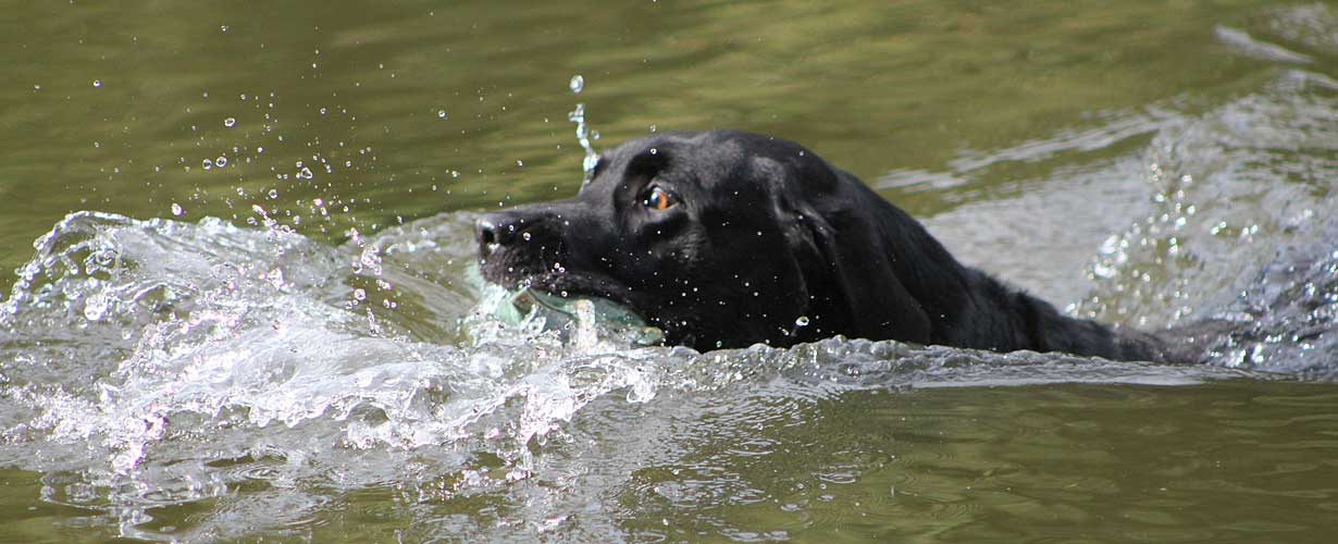 Swimming Dog